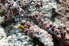 Rhizoplaca marginalis