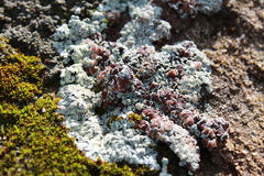 Rhizoplaca marginalis