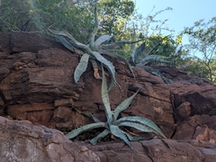 Agave sobria