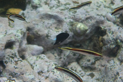 Pycnochromis margaritifer
