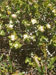 Pimelea flava dichotoma