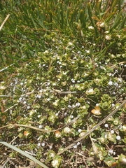 Pimelea flava dichotoma