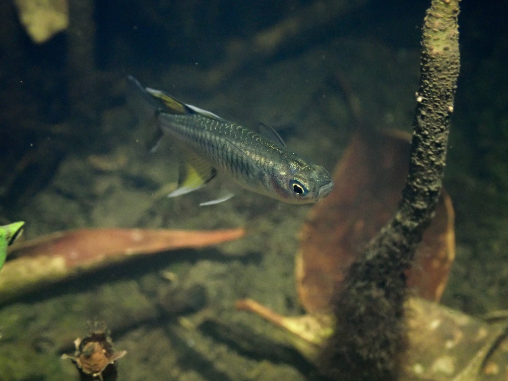 Blue eye (Pseudomugil signifer) — Pseudomugilidae