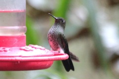 Haplophaedia aureliae