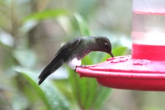 Haplophaedia aureliae