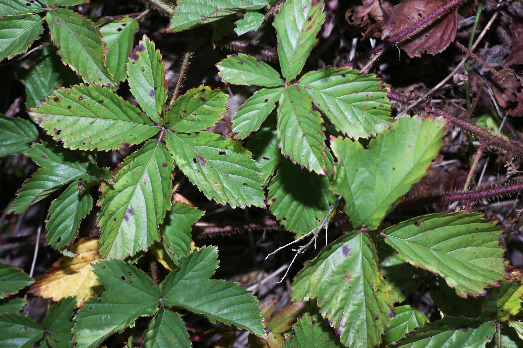 Rubus X jacens