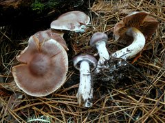 Cortinarius biformis