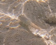 Valenciennea longipinnis