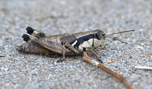 Melanoplus tribulus photo 5