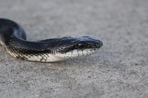 Western Ratsnake (Pantherophis obsoletus), a species recorded in Nebraska