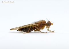 Opomyza florum