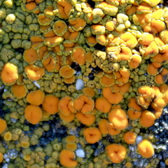 Polycauliona bolacina
