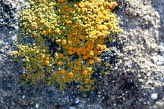 Polycauliona bolacina