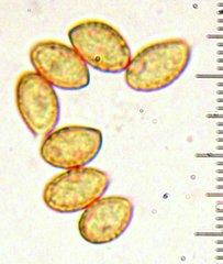 Cortinarius biformis