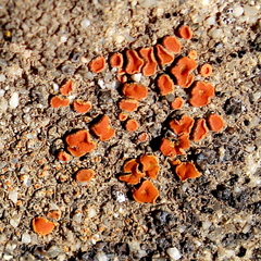 Polycauliona luteominia luteominia