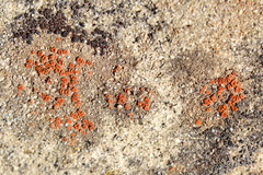 Polycauliona luteominia luteominia