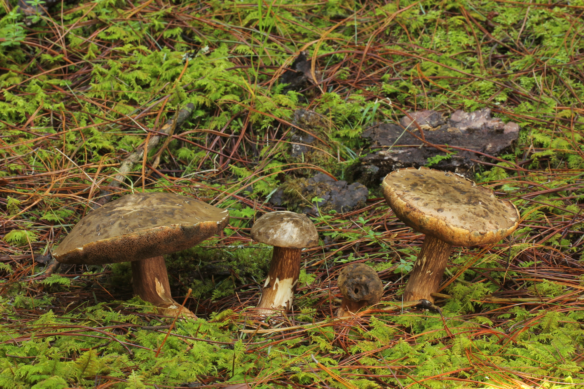 Tylopilus porphyrosporus image