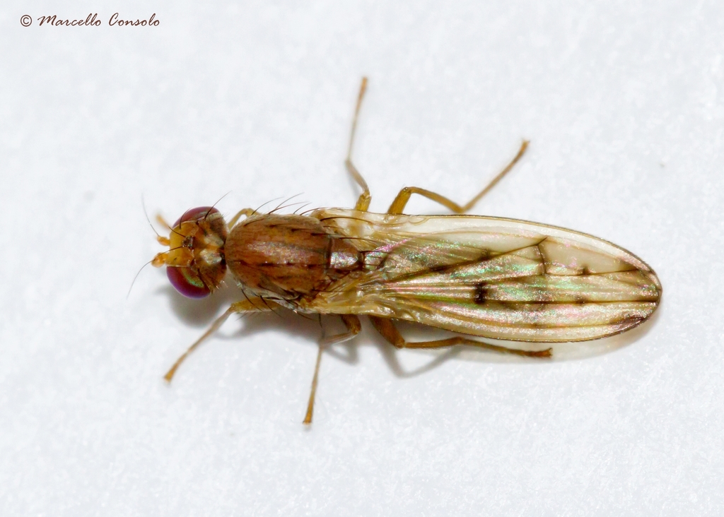 Opomyzoidea