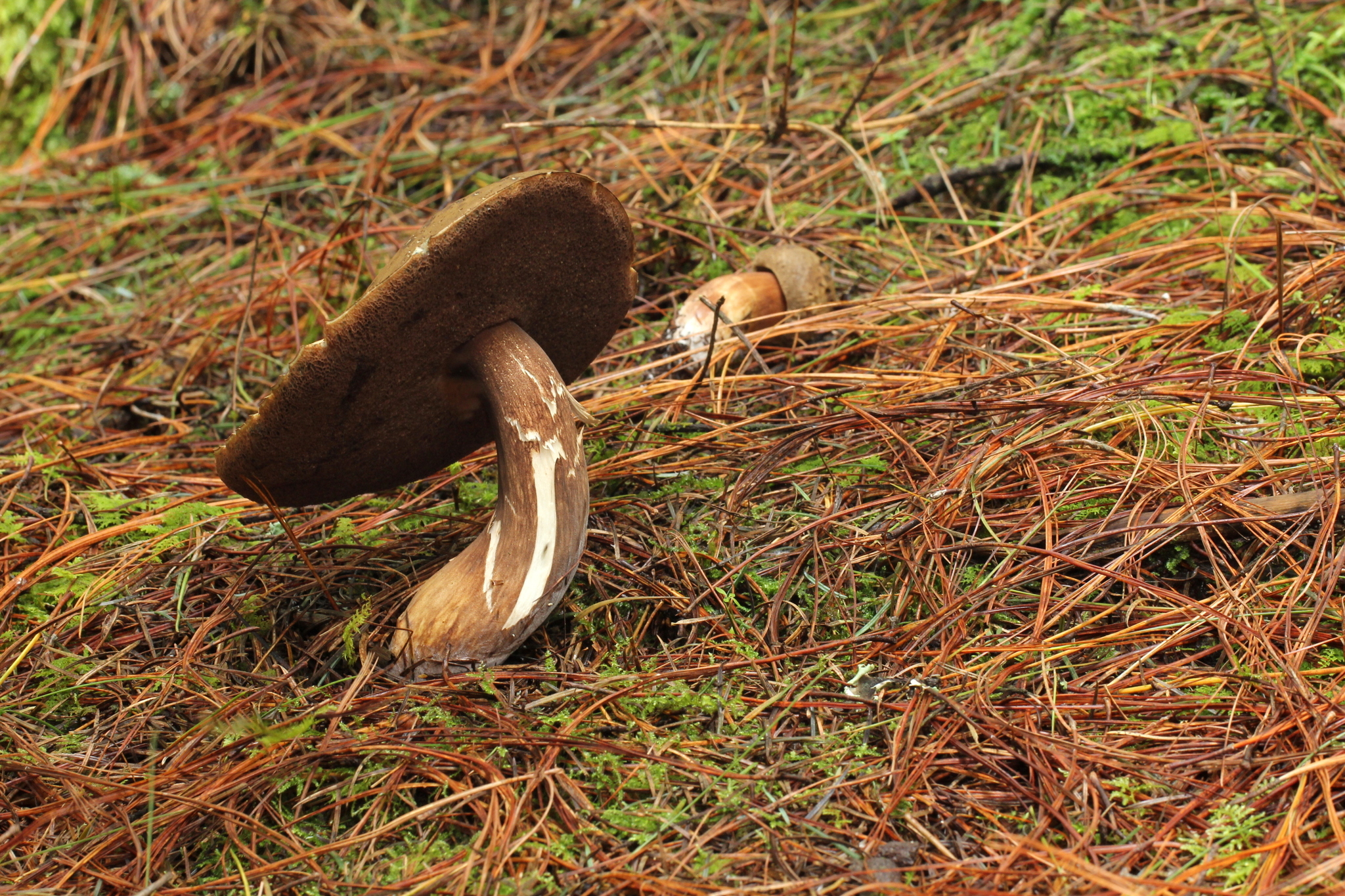 Tylopilus porphyrosporus image