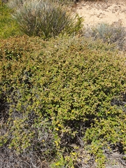 Pomaderris paniculosa