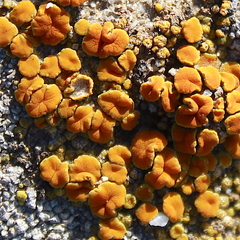 Polycauliona bolacina