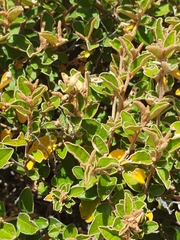 Pomaderris paniculosa