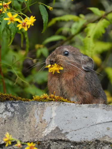 Himalayan Pika
