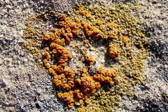 Polycauliona bolacina