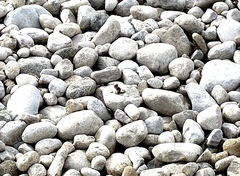 Otospermophilus beecheyi