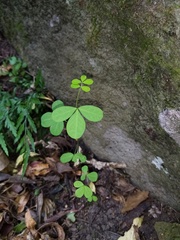 Hippocrepis emerus