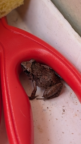 Eleutherodactylus planirostris observed 2025-10-01