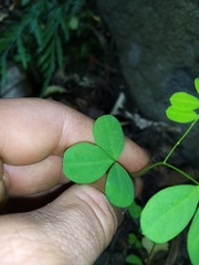 Hippocrepis emerus