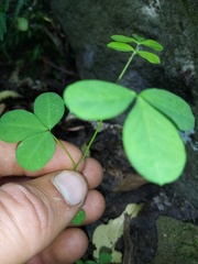 Hippocrepis emerus