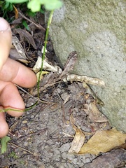 Hippocrepis emerus