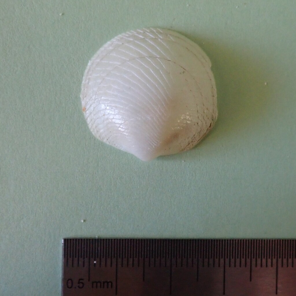 Divaricella chavani