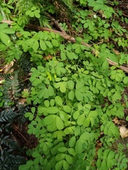 Hippocrepis emerus