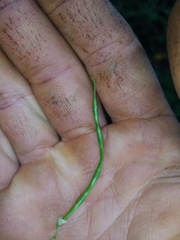 Hippocrepis emerus