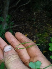Hippocrepis emerus