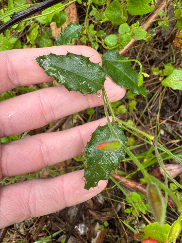 Chorizema cordatum, photograph 3