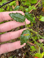 Chorizema cordatum, photograph (c) Tyler Anthony, some rights reserved (CC BY)
