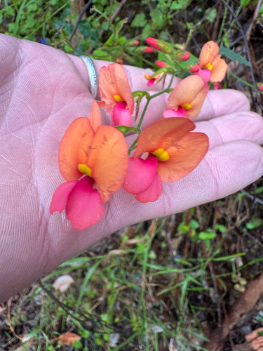 Chorizema cordatum, photograph 2