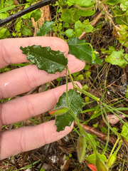 Chorizema cordatum, photograph (c) Tyler Anthony, some rights reserved (CC BY)