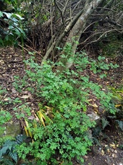 Hippocrepis emerus