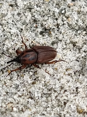 Sphenophorus brunnipennis