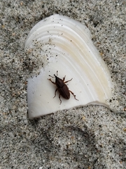 Sphenophorus brunnipennis
