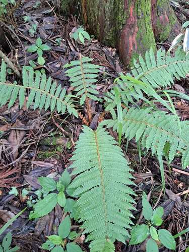 Polystichum makinoi iNat (3)