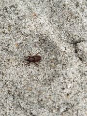 Sphenophorus brunnipennis