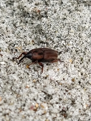 Sphenophorus brunnipennis