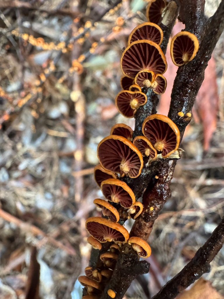 Anthracophyllum archeri · October 2025 · photo: © sunshiney_tyler (iNaturalist, cc-by)