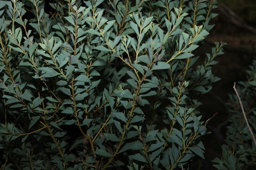 Knife-leaf Wattle (Acacia cultriformis)